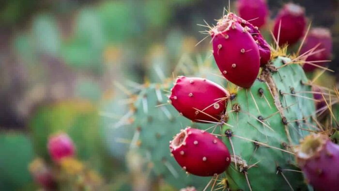 red and green cactus