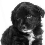 short-coated black puppy