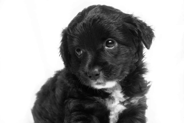 short-coated black puppy