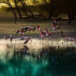 flock of flamingos on body of water