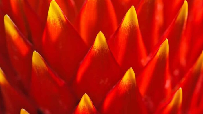 red and green plant in close up photography