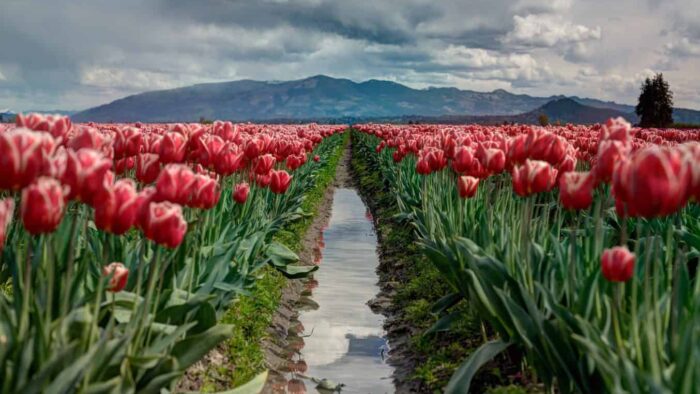 pathway between red tulip flower field