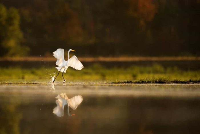 white crane bird walking near body of water