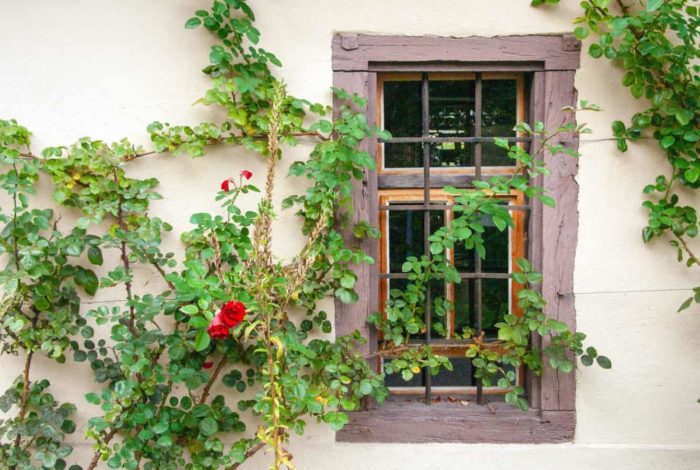 red flowers on brown wooden window