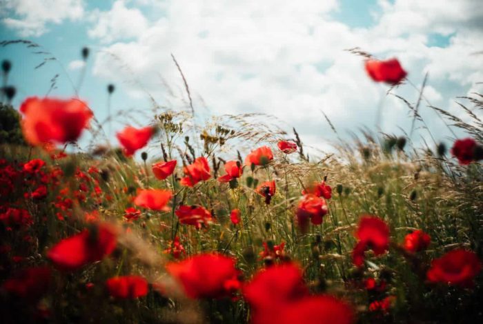 closeup photo of red petaled flower field under white clouds