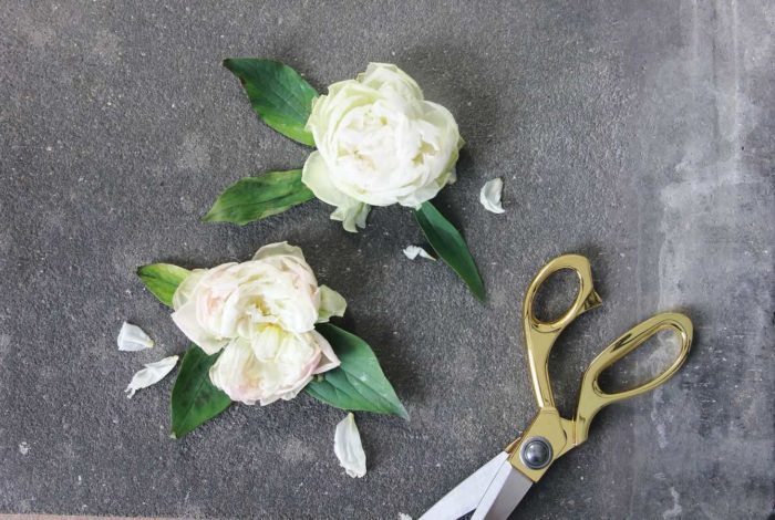 two white roses beside scissors