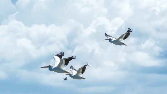 flying white birds under cloudy sky