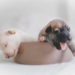 two puppies sleeping on bowl