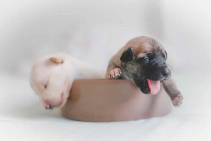 two puppies sleeping on bowl