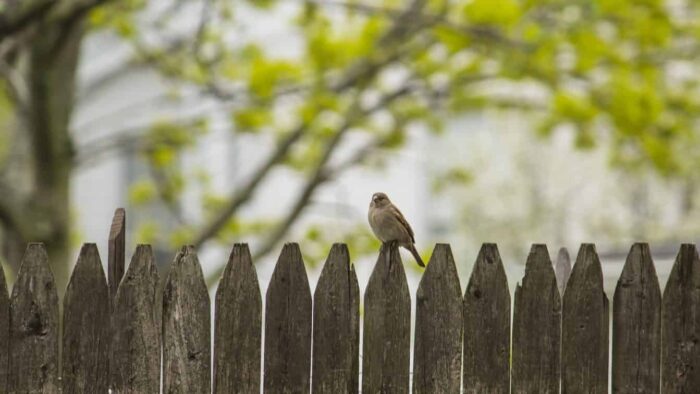 gray bird perching on fence
