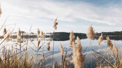white pampas grasses near body of water at daytime