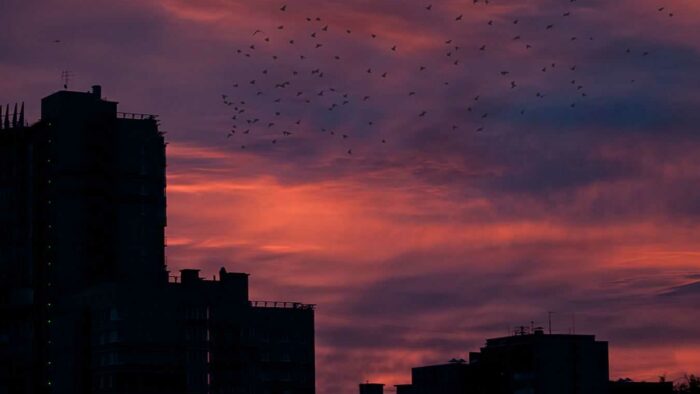 silhouette of buildings and birds
