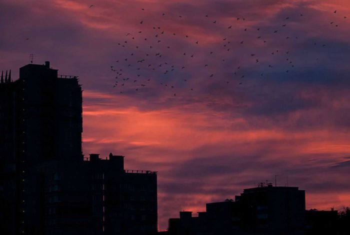 silhouette of buildings and birds