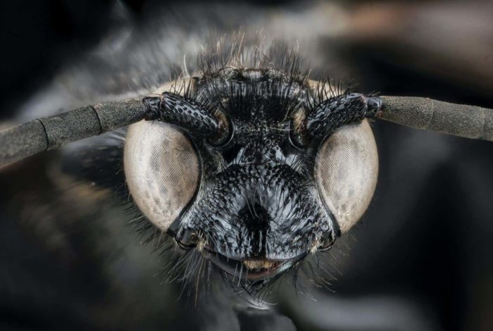 macro photography of black and brown insect