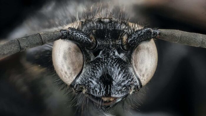 macro photography of black and brown insect