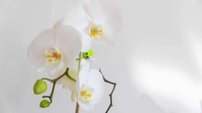 white moth orchids in bloom