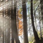 landscape photography of forest with sunlight passes through