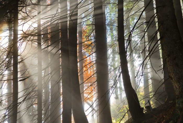 landscape photography of forest with sunlight passes through