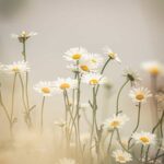 macro photography of white and yellow daisy flowers