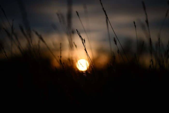 selective focus photography of grass during golden hour
