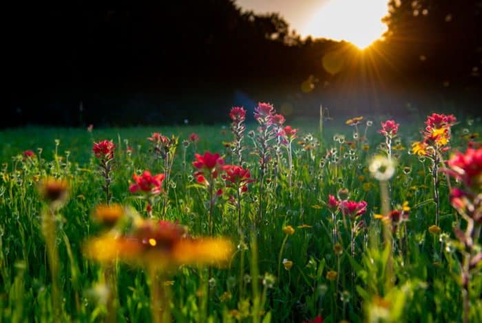 pink flowers on green grass field during sunset