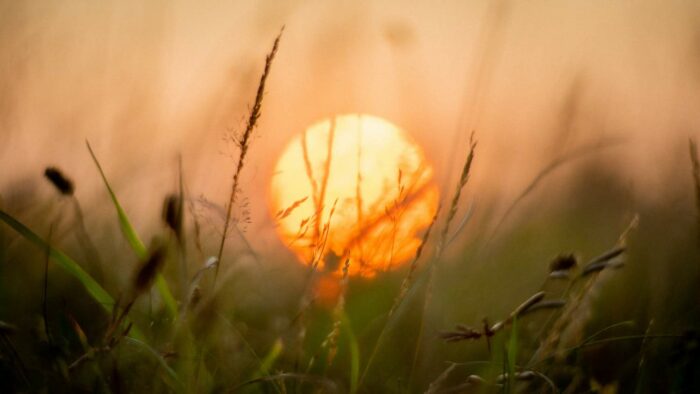 grasses and sun macro photography