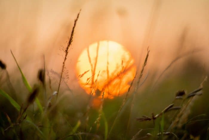 grasses and sun macro photography