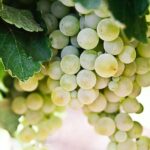 selective-focus photography of green grapes