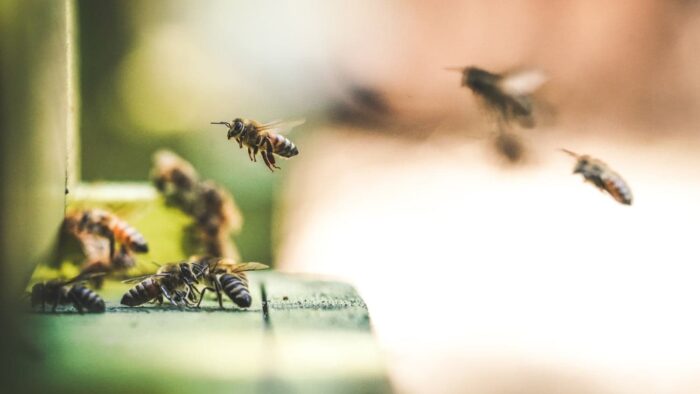 shallow focus photography of bees flew in mid air