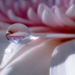 water drop on white and red flower petals