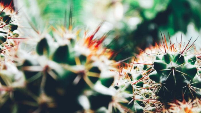shallow focus photography of cactus plants