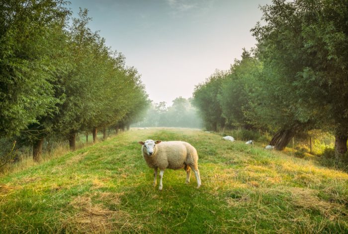sheep standing between trees