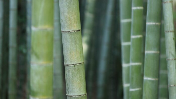 green bamboo shoots