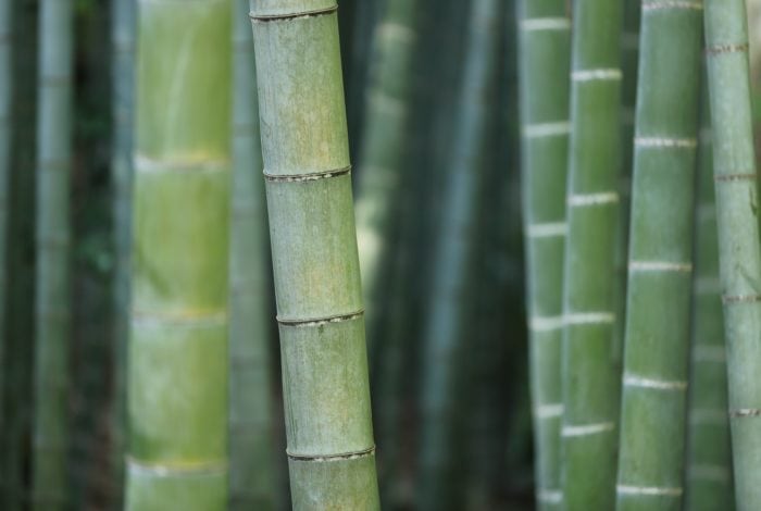 green bamboo shoots