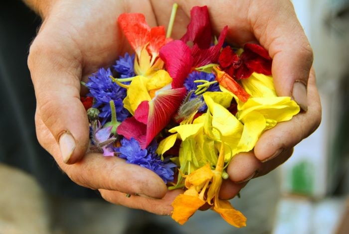 yellow blue and red flower petals on persons hand