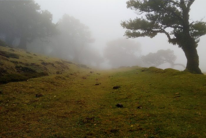 green grass field surrounded by fogs