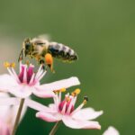 shallow focus photography of bee on flower