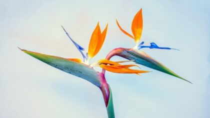 blue and orange flower