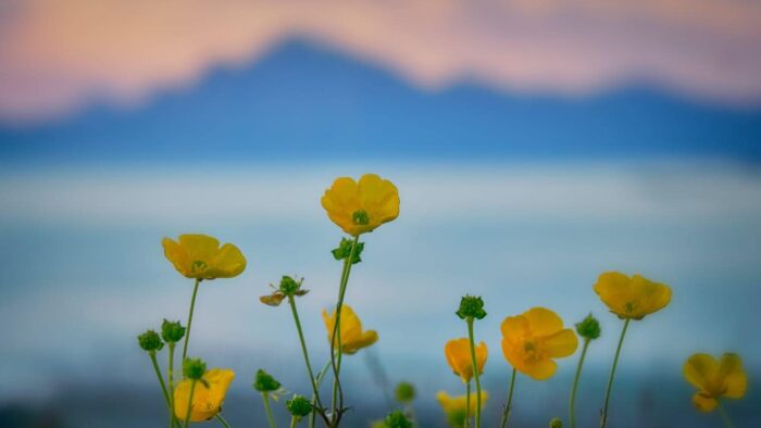 selective focus photography of buttercup flowers