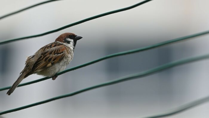 brown and white bird on green wire