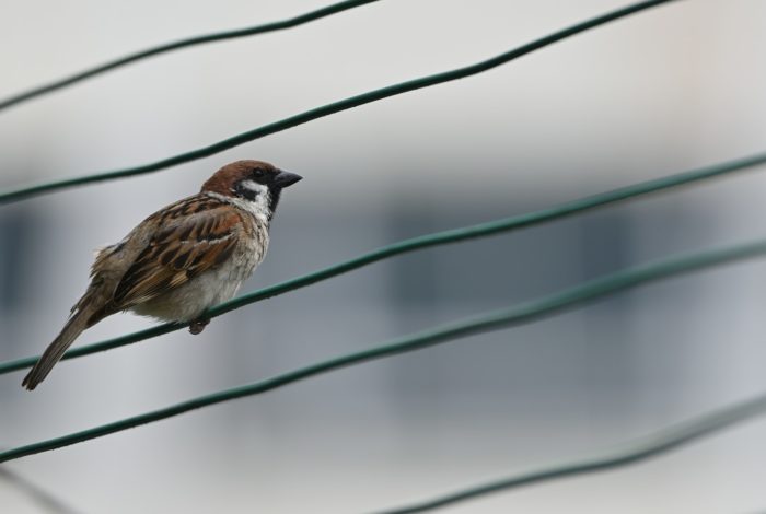 brown and white bird on green wire