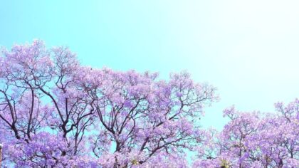 blooming purple flowering trees