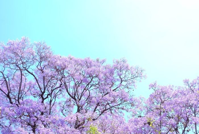 blooming purple flowering trees