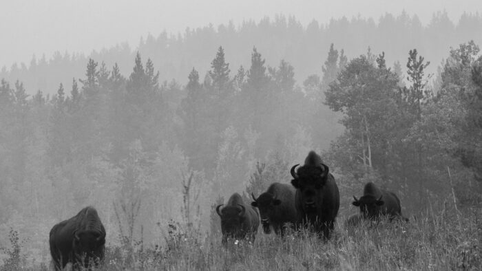 five black buffalo surrounded by trees