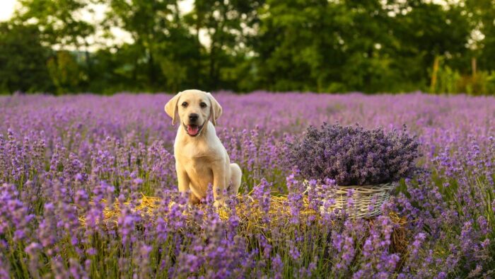 yellow labrador retriever puppy on purple flower field during daytime