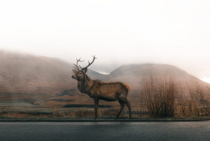 brown deer on road under gray sky