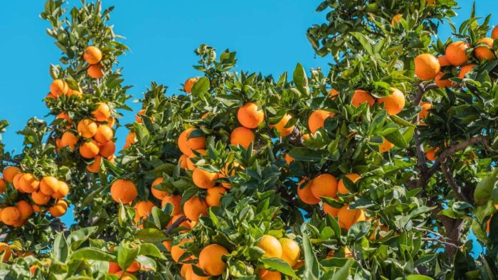 orange fruits under blue sky during daytime