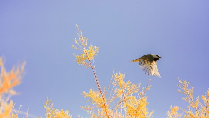 bird in flight over the plants