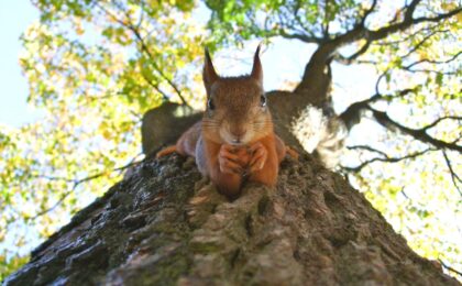 brown squirrel on green leafed tree