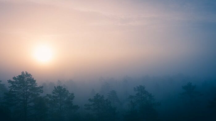 green trees covered with fogs during sunrise